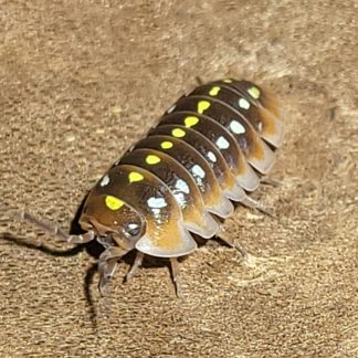 Armadillidium klugii 'Mount Srd'