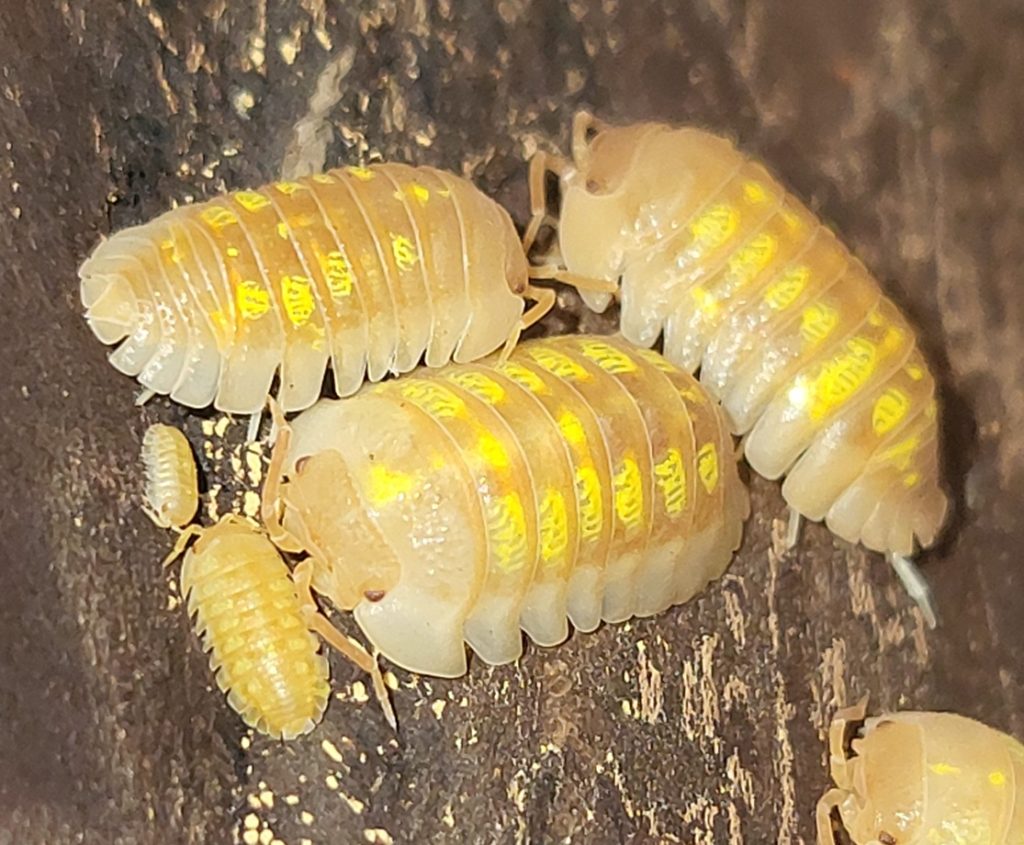 Armadillidium granulatum 'orange'