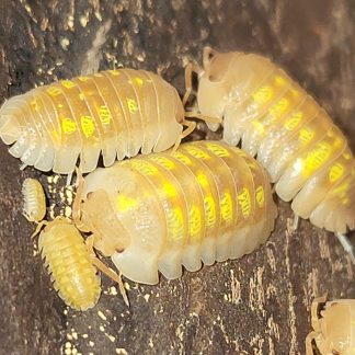 Armadillidium granulatum 'orange'