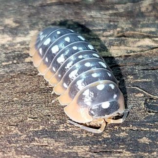 Armadillidium werneri