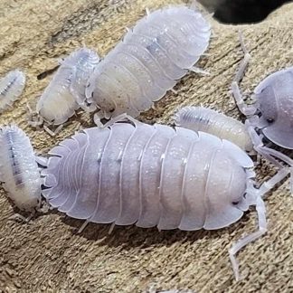 Porcellio baeticensis 'violet'